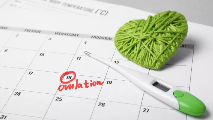Calendar with a day marked for ovulation