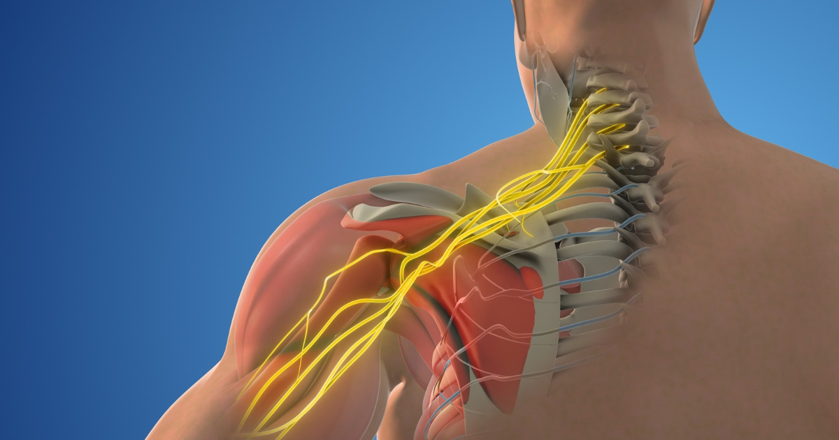 Medical illustration- Brachial plexus nerve network in the shoulder structure