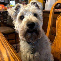 Harley, the 2-year-old minature German schnauzer.