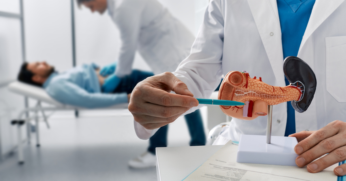 Doctor pointing to medical model of the pancreas