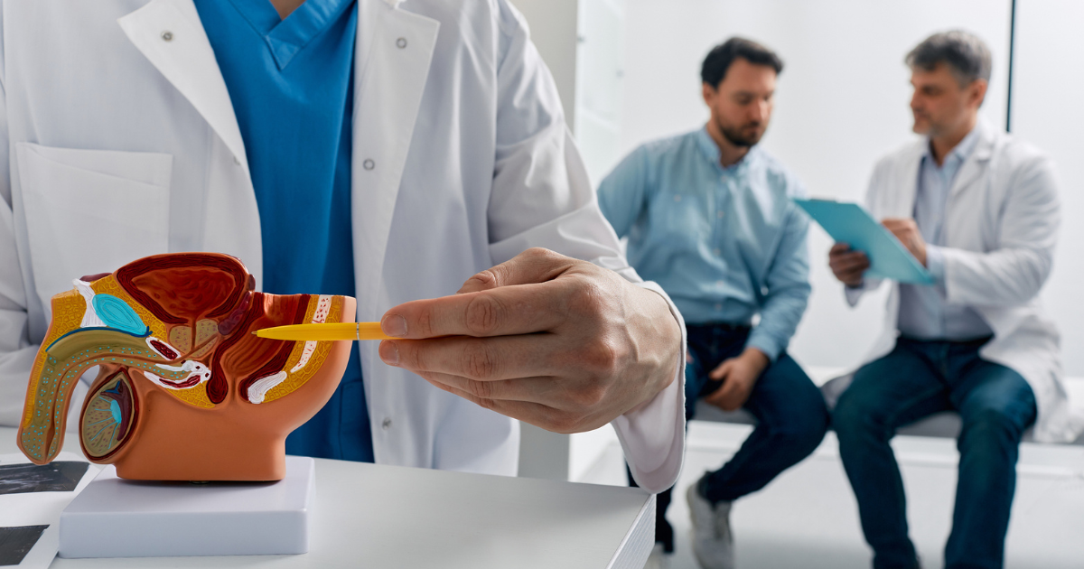 Doctor pointing at model of male anatomy with patient and doctor talking in background