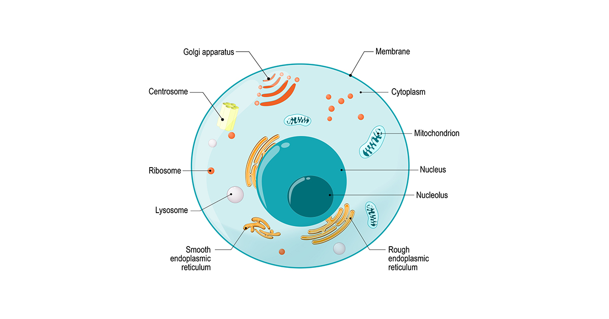 Medical illustration of a cell