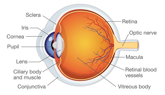 eye anatomy illustration