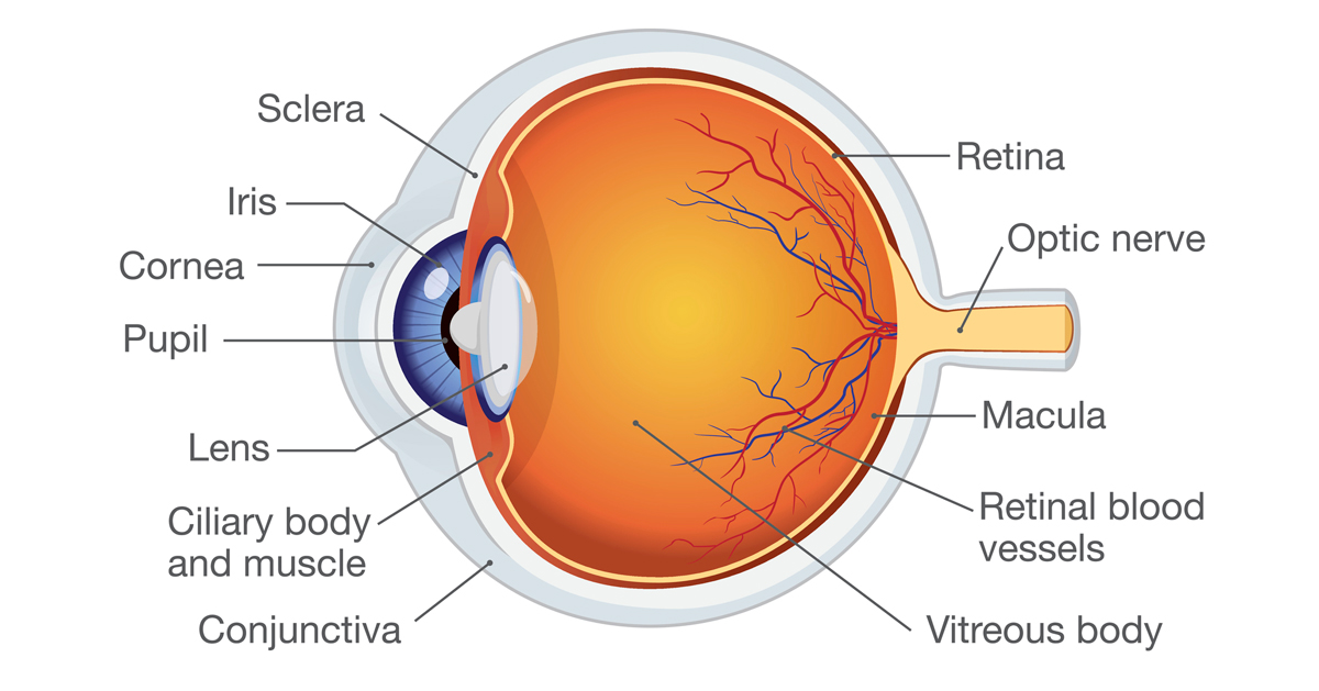 Do Eye Floaters Go Away?