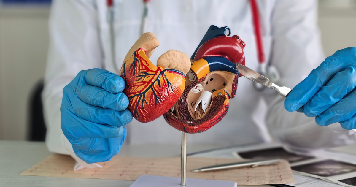 Doctor holding scalpel to medical model of heart
