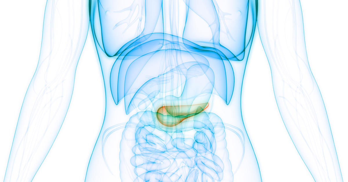 Medical illustration of the pancreas