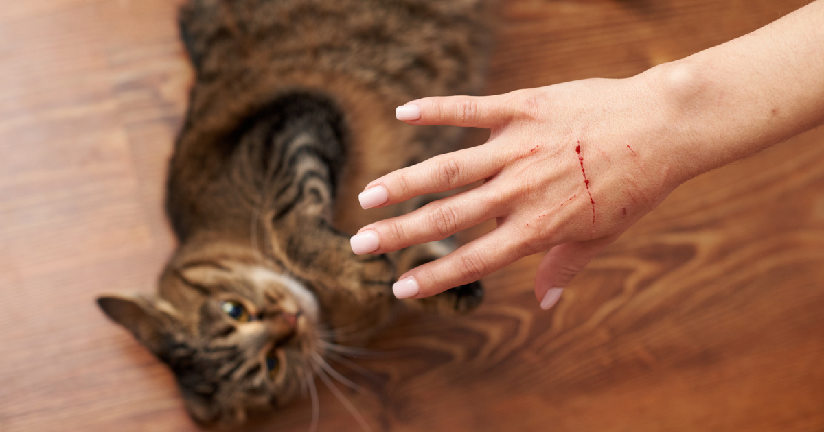 Woman's hand with bloody scratch in front of cat lying on floor