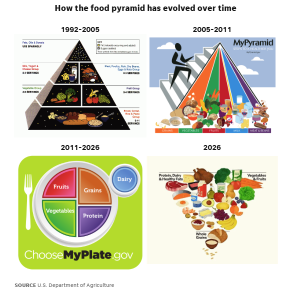 Evolution of the food pyramid over time