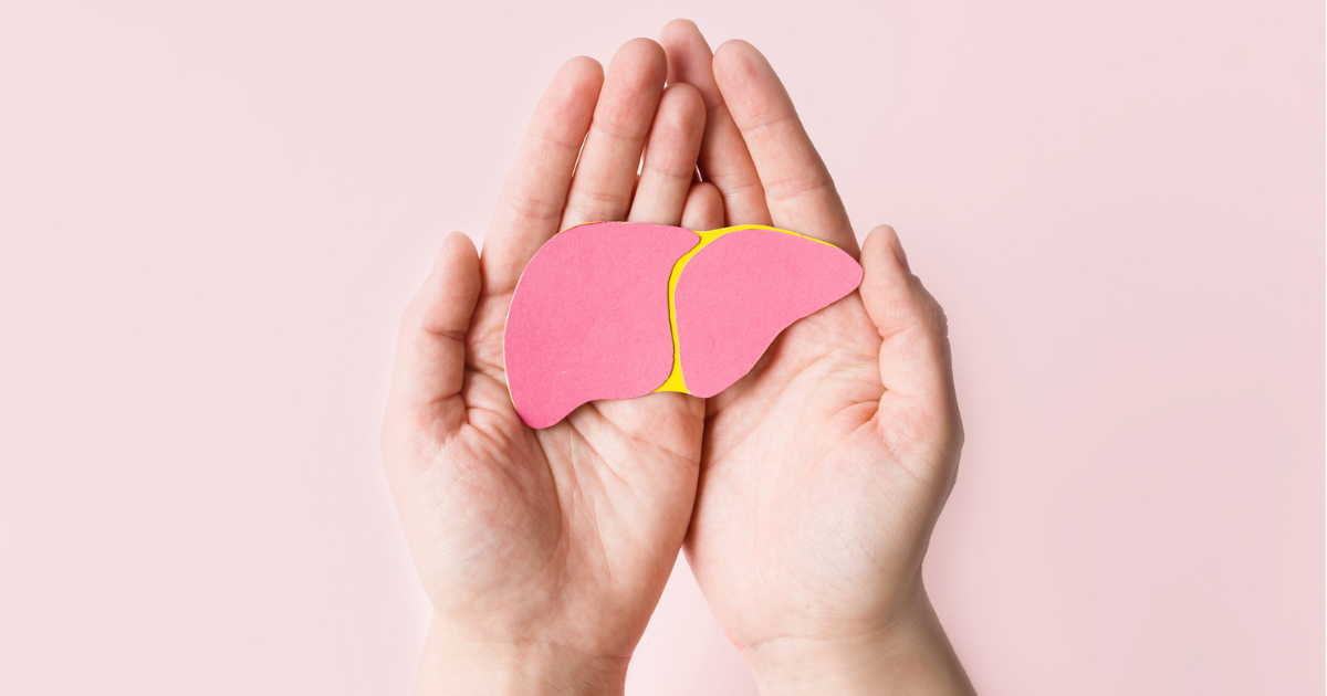 Hands holding paper liver