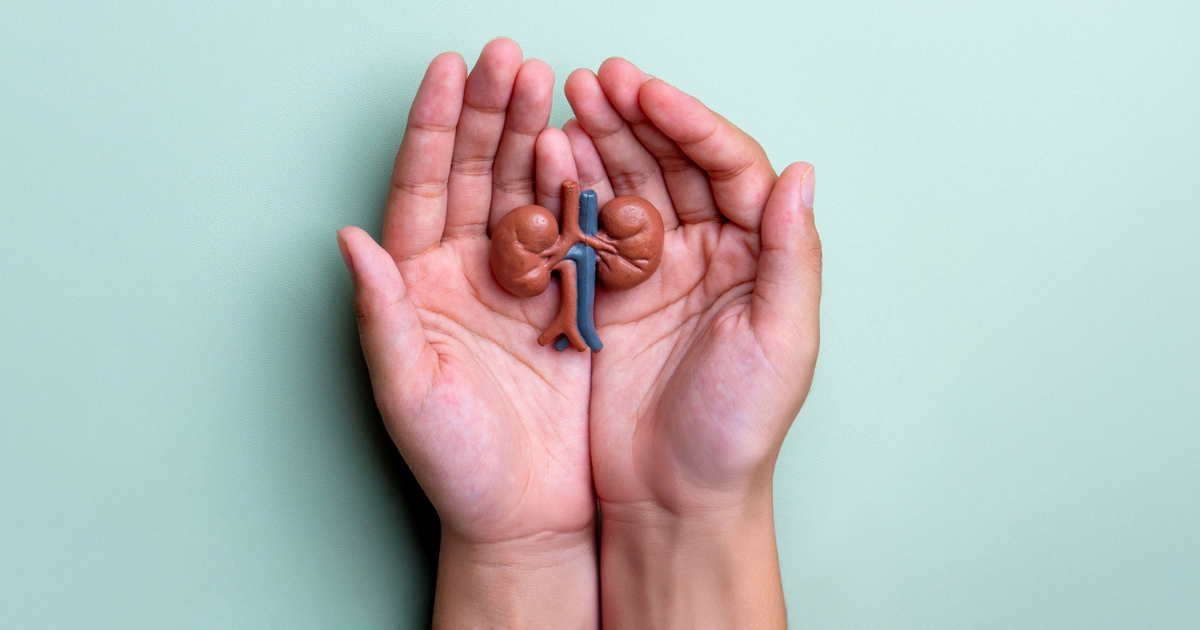 Hands holding kidney models