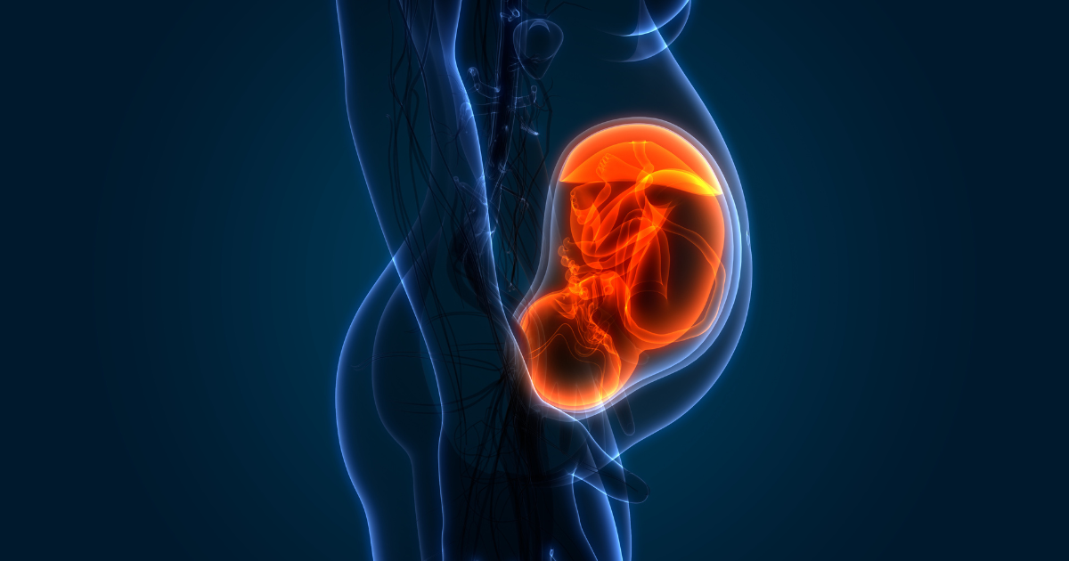 3D illustration of pregnant woman, highlighting fetus and placenta