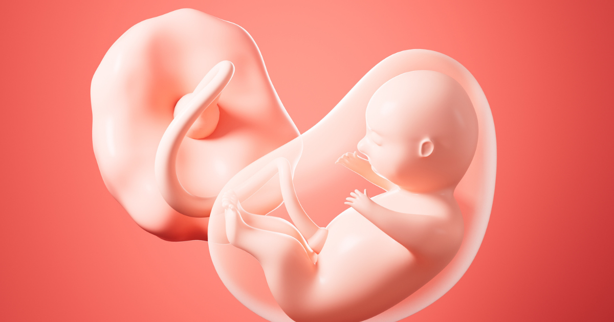 3d illustration of fetus and placenta