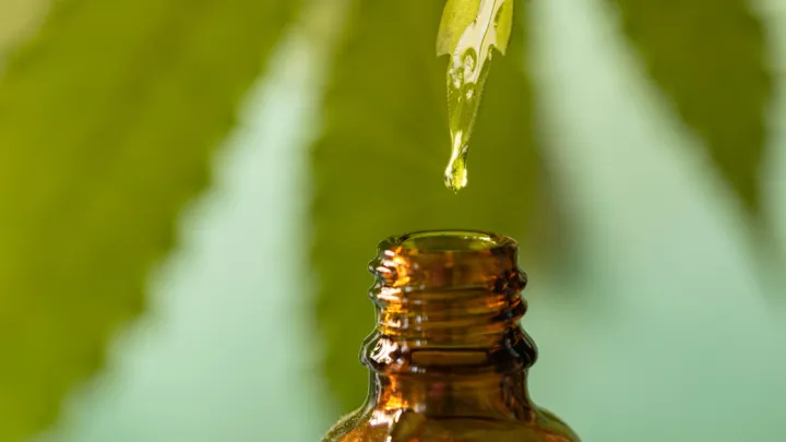 Oil dripping from leaf into bottle