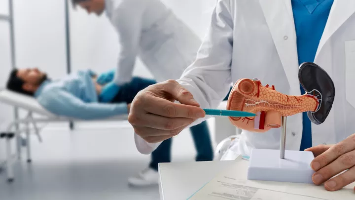 Doctor pointing to medical model of the pancreas