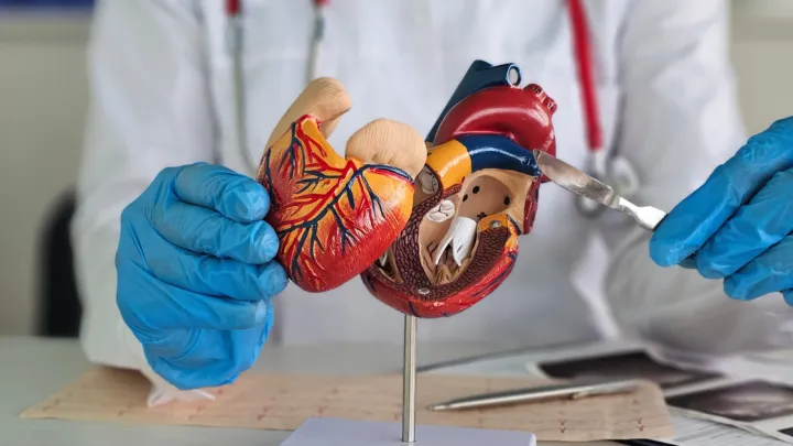 Doctor holding scalpel to medical model of heart