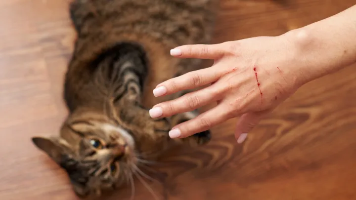 Woman's hand with bloody scratch in front of cat lying on floor