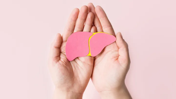 Hands holding paper liver