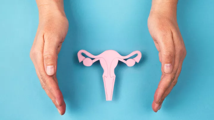 Illustration of a uterus