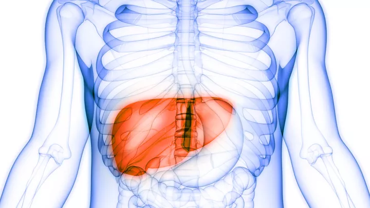 Medical illustration of a liver