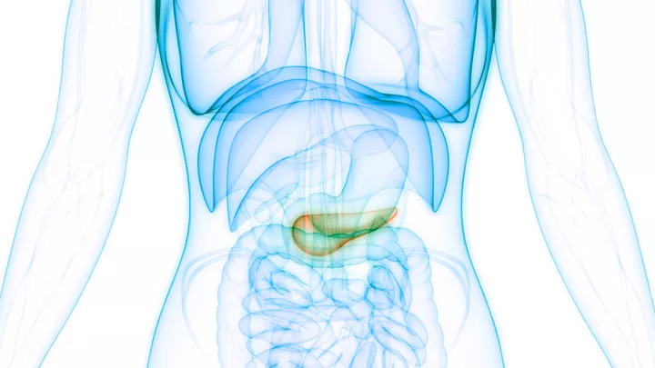 Medical illustration of the pancreas