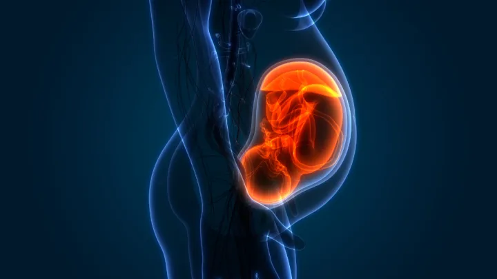 3D illustration of pregnant woman, highlighting fetus and placenta