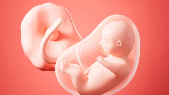 3d illustration of fetus and placenta